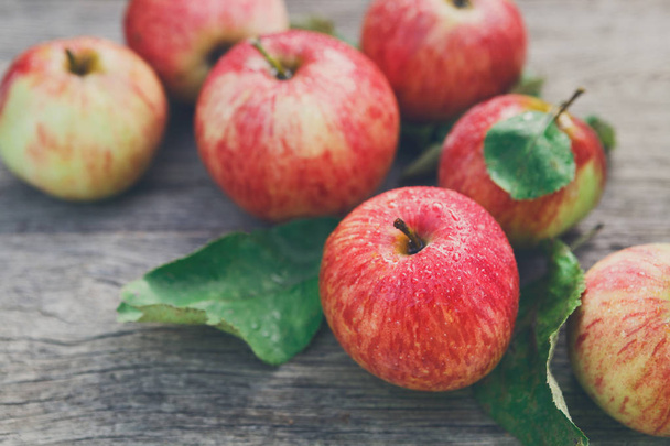 Збирання свіжих яблук на сільському дереві
 - Фото, зображення