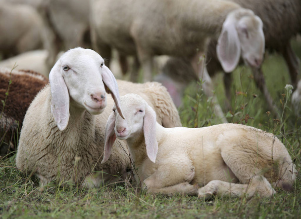 仔羊の群れの真ん中に彼の母親と - 写真・画像