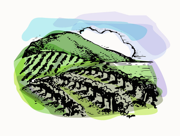 Diseño de bosquejos vectoriales de paisaje de viñedo. ilustración dibujada a mano
.  - Vector, imagen