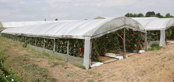 estufa larga para o cultivo de tomates vermelhos no verão
 - Foto, Imagem