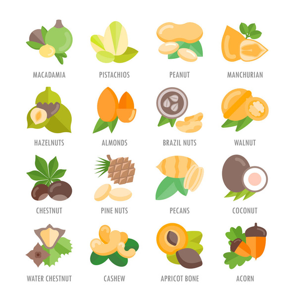 Set of Icons of Nuts with Names - Vector, Image