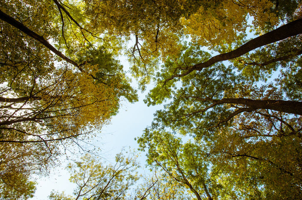 Δείτε για το φθινόπωρο-κορυφές των δέντρων - Φωτογραφία, εικόνα