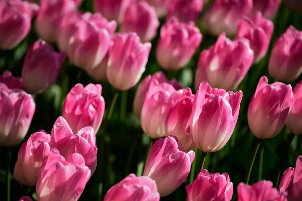 Blooming tulips flowerbed in Keukenhof flower garden, Netherland - 写真・画像