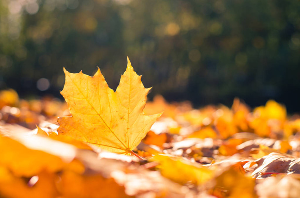 autumn leaves in sunlight - 写真・画像