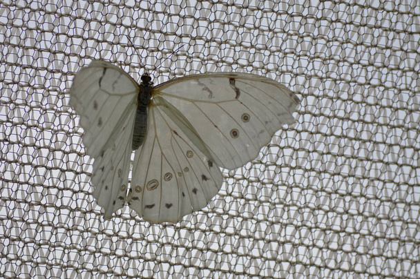 Метелик в саду
 - Фото, зображення
