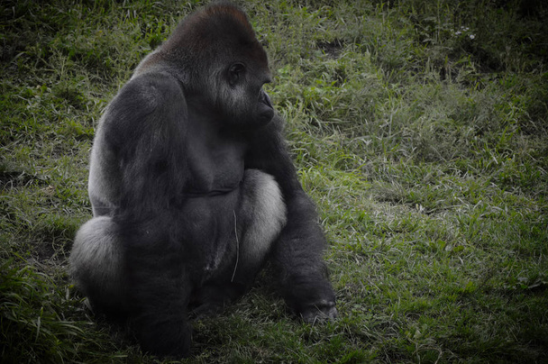Gorila ao ar livre
 - Foto, Imagem