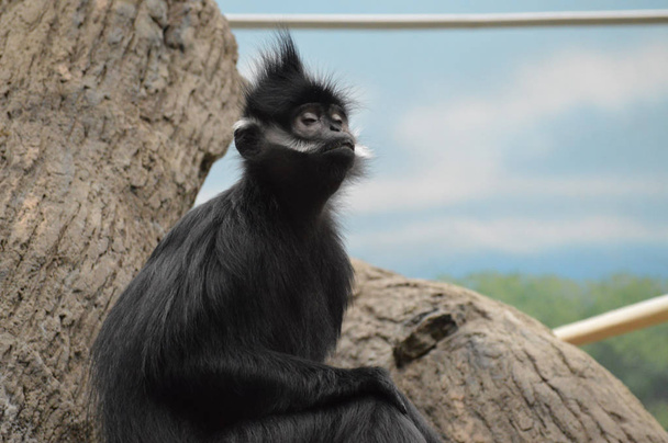 Francois Langur Monkey - Фото, изображение