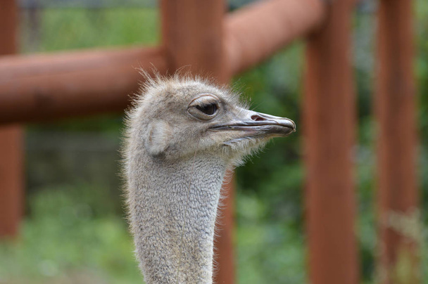 rosto de uma avestruz - Foto, Imagem