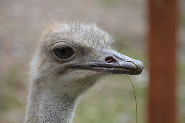 Bir devekuşu yüzü - Fotoğraf, Görsel