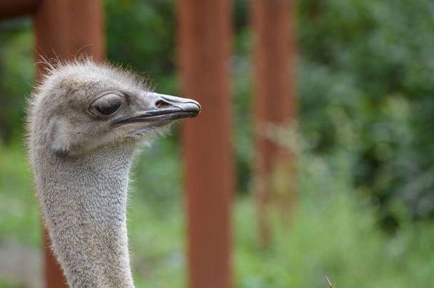 gezicht van een struisvogel - Foto, afbeelding