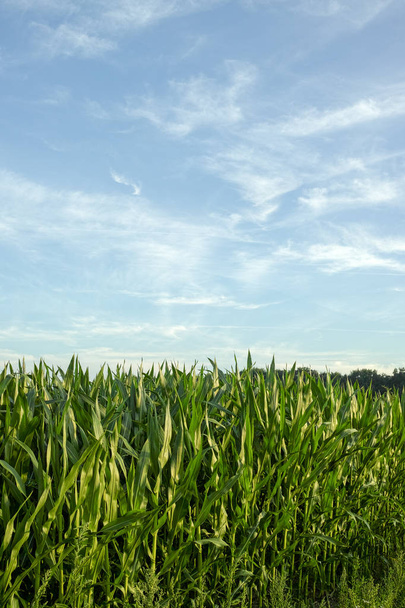 Zielone pola z plantacji roślin kukurydzy - Zdjęcie, obraz