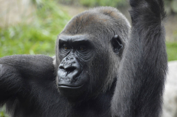 Gorila al aire libre
 - Foto, imagen