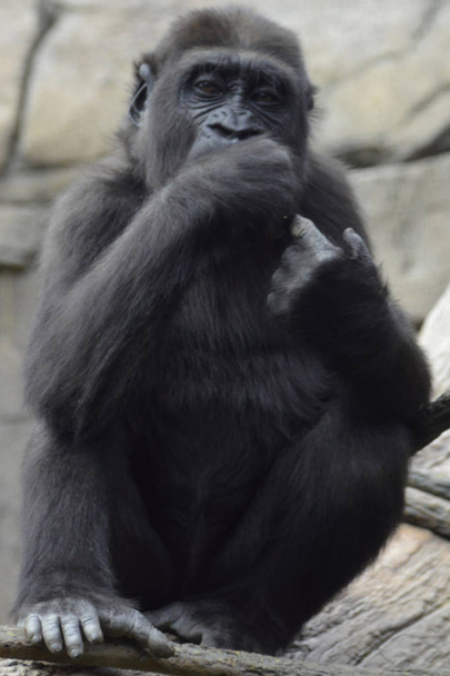 Gorilla in the outdoors - Фото, изображение