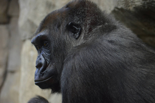 Gorila al aire libre
 - Foto, imagen