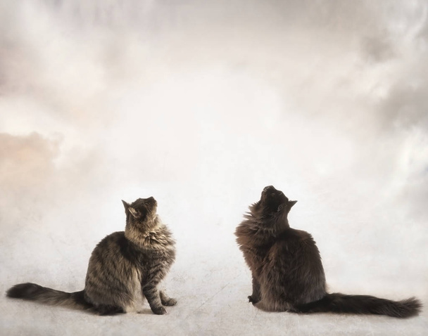zwei Katzen sitzen und schauen auf - Foto, Bild