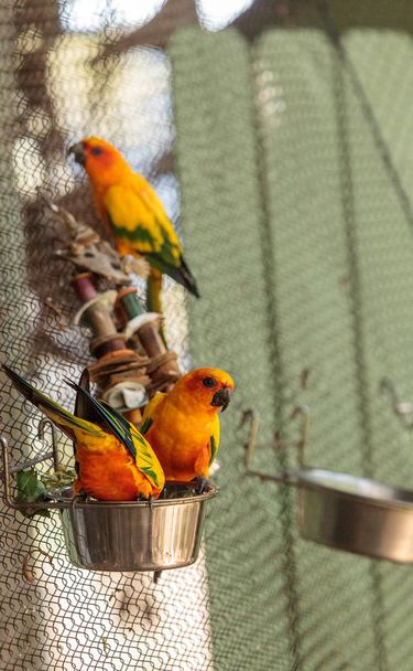 сонячний колір папуга Aratinga solstitialis
 - Фото, зображення
