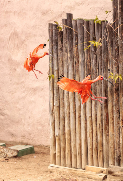 Rosa Scarlatto ibis Eudocimus ruber
 - Foto, immagini