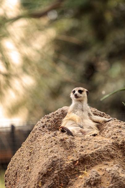 Meerkat, Suricata suricatta
 - Фото, зображення