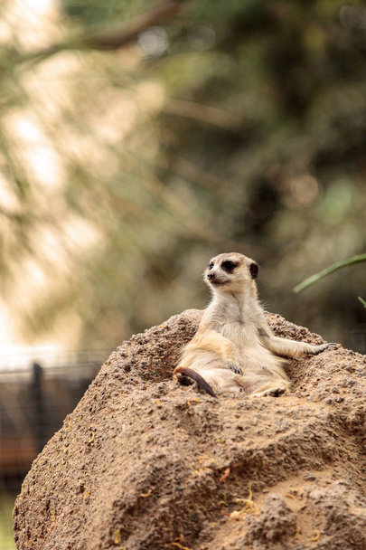 Meerkat, Suricata suricatta - Foto, immagini