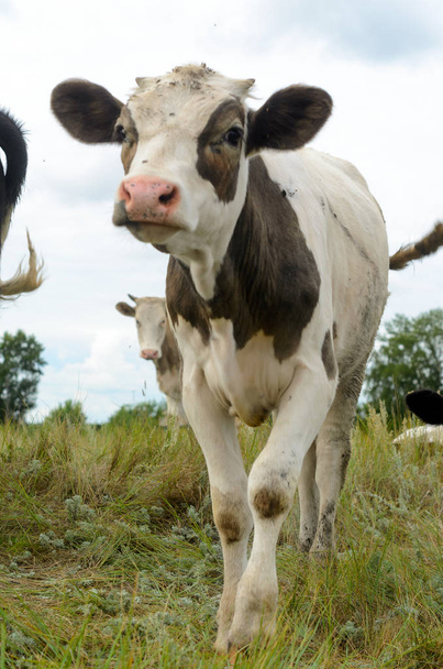 Jeune veau de vache drôle défie et regarde dans la lentille, soulevant la jambe, avec de grandes oreilles par rapport à d'autres vues de vaches sur l'herbe verte sous le ciel bleu avec des nuages
. - Photo, image