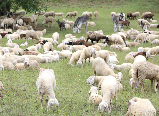 witte schapen met lammeren die grazen in de weide van de berg - Foto, afbeelding