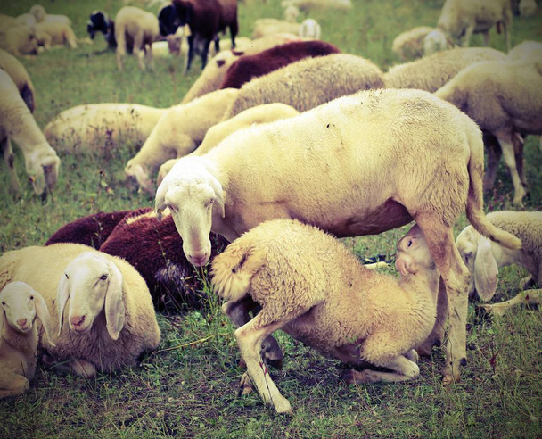 мать овцы кормит своего ягненка
 - Фото, изображение