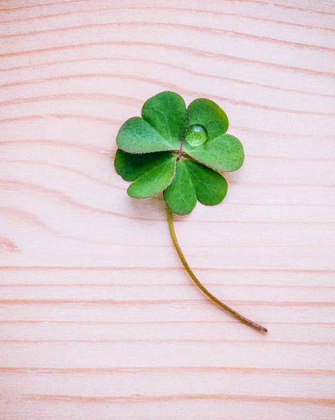 Clover leaves on shabby wooden background. The symbolic of Four  - Photo, Image