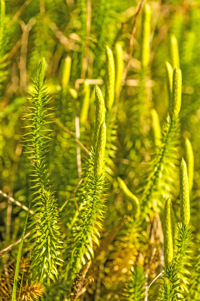 Huperzia, έλατο βρύα, φαρμακευτικό φυτό σε ένα δάσος, προσφυγή κατά της νόσου του Alzheimer  - Φωτογραφία, εικόνα