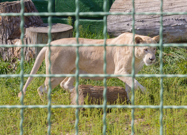 lioness behind bars at the zoo. Animals in captivity - Fotó, kép