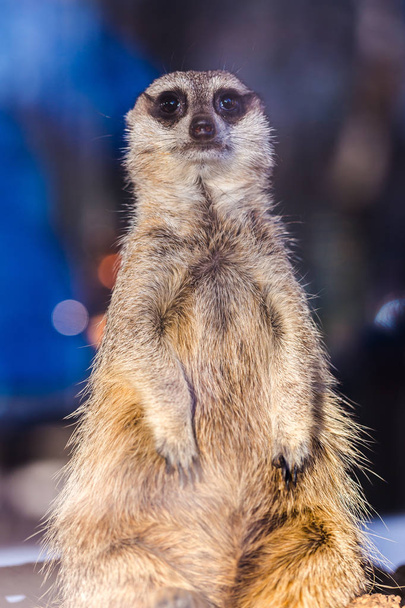 un retrato de un suricata
 - Foto, Imagen