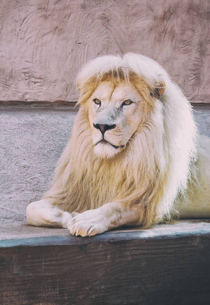 Wild lion posing in the zoo. Animals in captivity - Fotó, kép