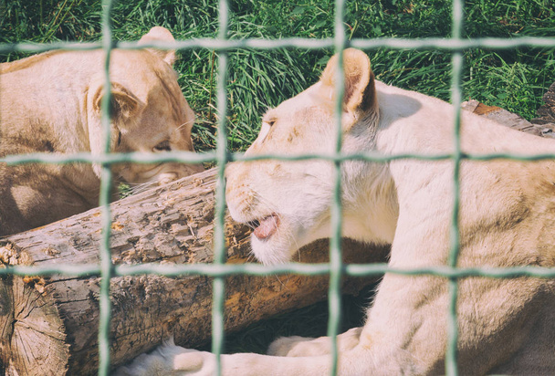 lioness behind bars at the zoo. Animals in captivity - Foto, Imagen