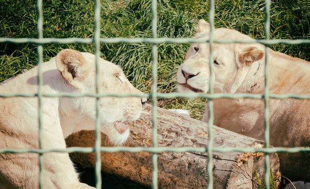 lioness behind bars at the zoo. Animals in captivity - Photo, Image