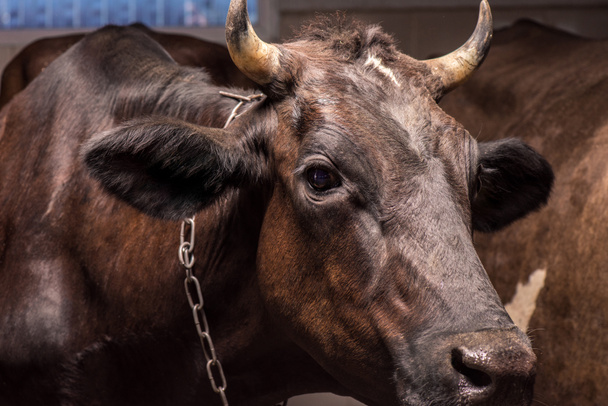 vaca marrón en establo
 - Foto, Imagen