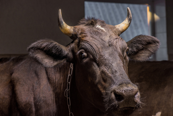 Hnědá kráva v kabince - Fotografie, Obrázek