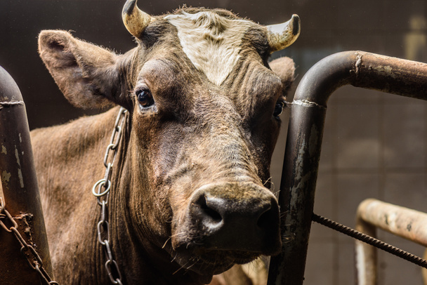 Hnědá kráva v kabince - Fotografie, Obrázek