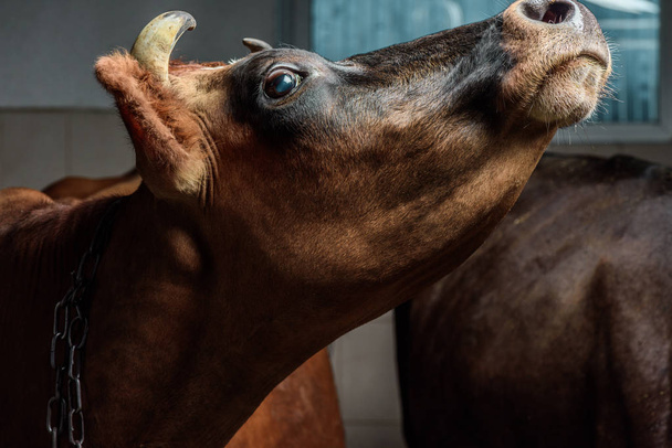 cow in stall - Photo, Image