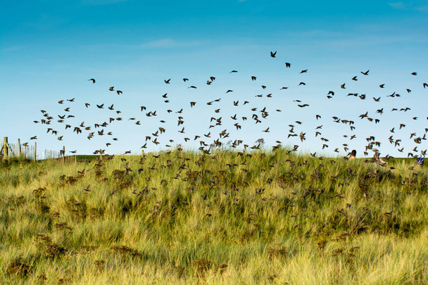 Flock of birds. Starlings flying from the roost - Фото, изображение