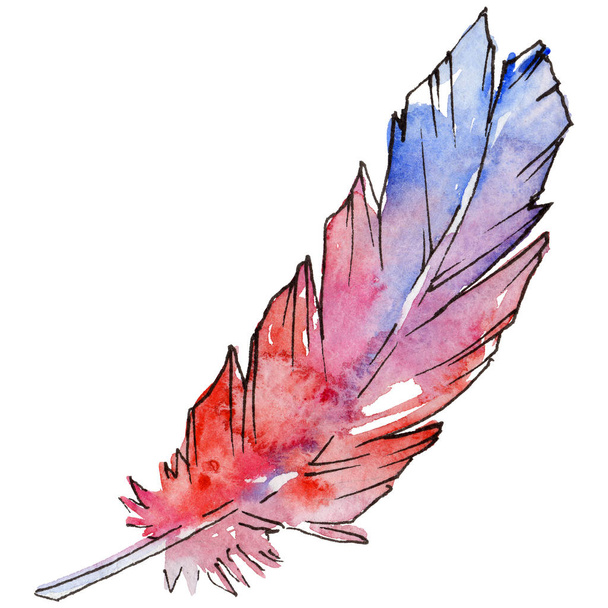 Akvarelu ptačí pírko z křídla, samostatný. - Fotografie, Obrázek