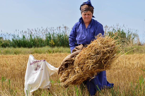 An elderly lady moves a layer of hay - Photo, Image