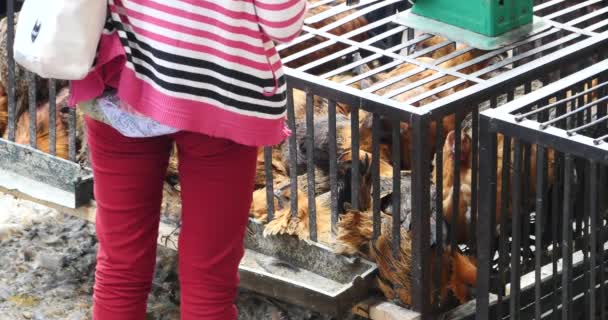 Poulet de groupe 4k en cage, marché shangri-la, Yunnan Chine
. - Séquence, vidéo