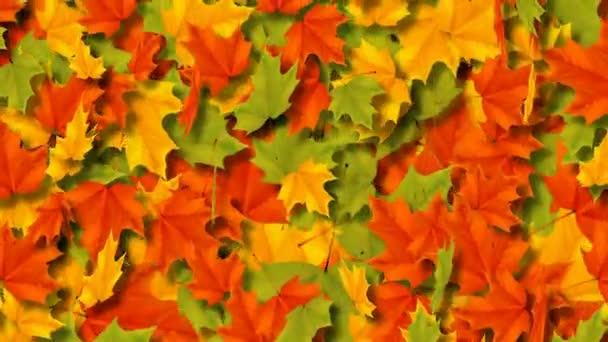 Maple leaves falling down and swirling. Loop animation. - Footage, Video