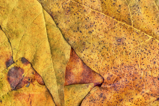 Feuillage d'érable sec d'automne Grunge Texture de fond
 - Photo, image