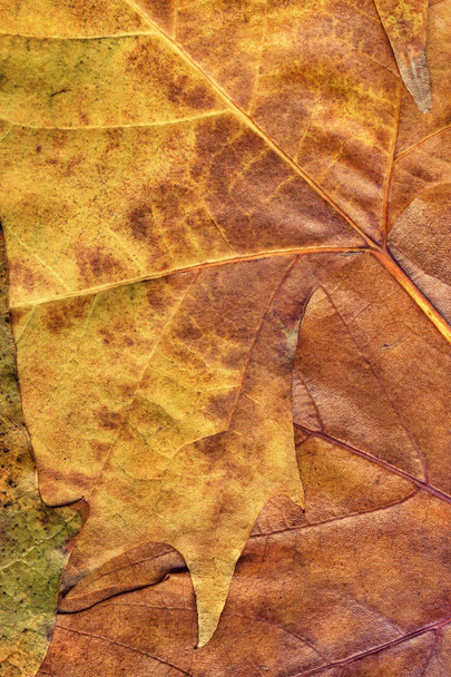 Suchego jesień klon liści Grunge tekstura - Zdjęcie, obraz