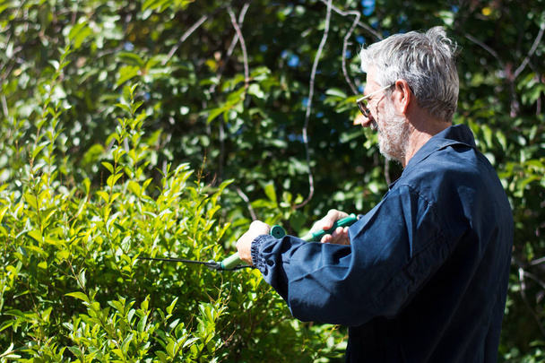 Gardener  trimming hedgerow with gardening scissors - Foto, immagini