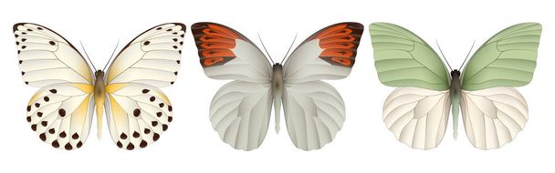 Set of colorful realistic butterflies - Vector, Image