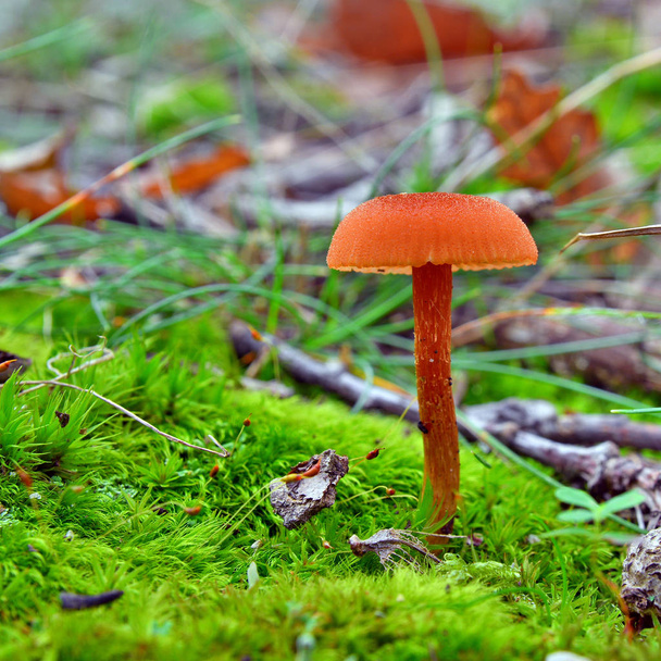 Лаковица лаковая гриб - Фото, изображение
