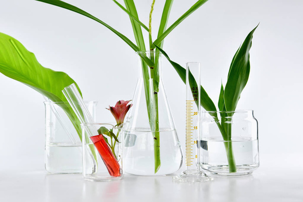 Naturalny organiczny botanika i naukowych szkło, alternatywne Ziołolecznictwo, naturalne piękno kosmetyki, badania i rozwój koncepcji. - Zdjęcie, obraz
