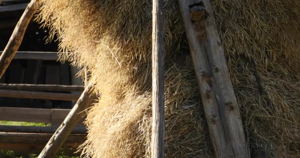 4k haystack,tibet china. - Footage, Video