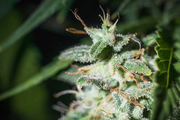 marihuana plant close-up, medische marihuana - Foto, afbeelding